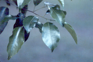 Prunus myrtifolia