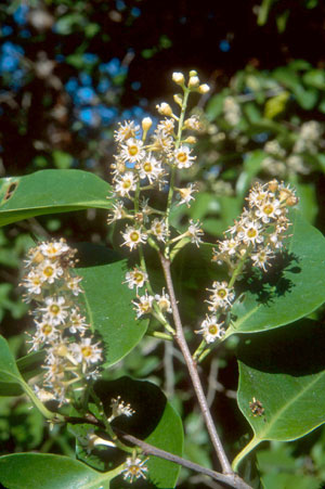 Prunus myrtifolia