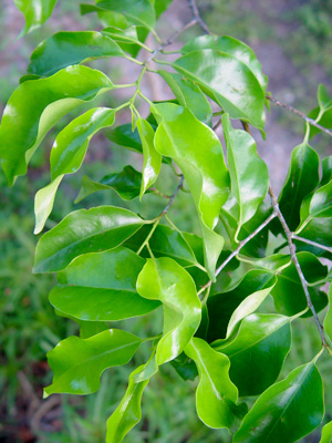 Prunus myrtifolia