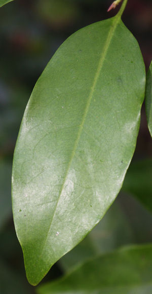 Prunus myrtifolia