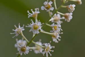 Prunus myrtifolia