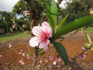 Prunus persica