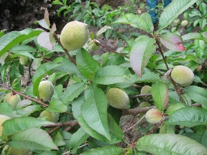 Prunus persica