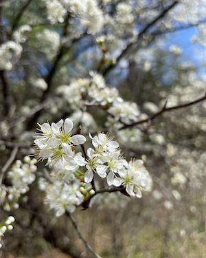 Prunus umbellata