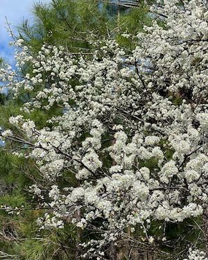 Prunus umbellata