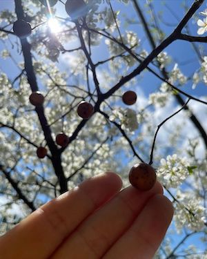 Prunus umbellata