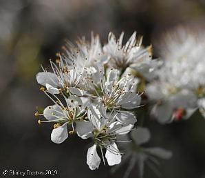 Prunus umbellata