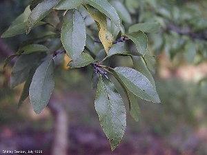 Prunus umbellata