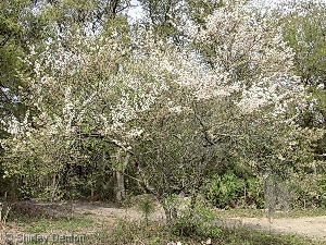 Prunus umbellata