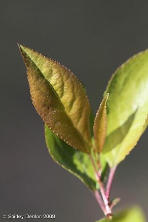 Prunus umbellata