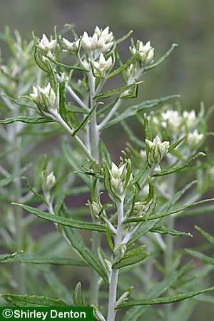 Pseudognaphalium obtusifolium