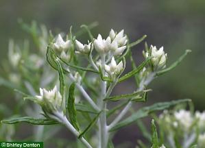 Pseudognaphalium obtusifolium