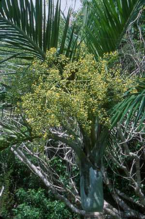 Pseudophoenix sargentii