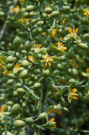 Pseudophoenix sargentii