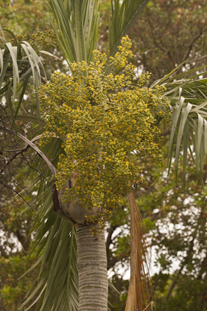 Pseudophoenix sargentii