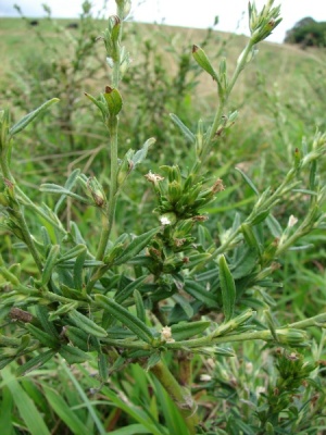 Pseudelephantopus spicatus