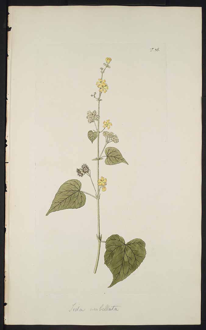 Pseudabutilon umbellatum