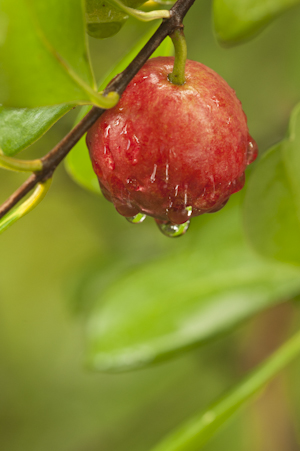 Psidium cattleianum