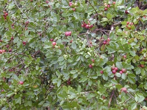 Psidium cattleianum