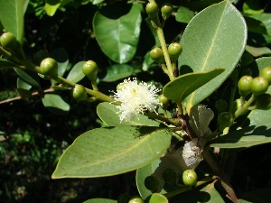 Psidium cattleianum