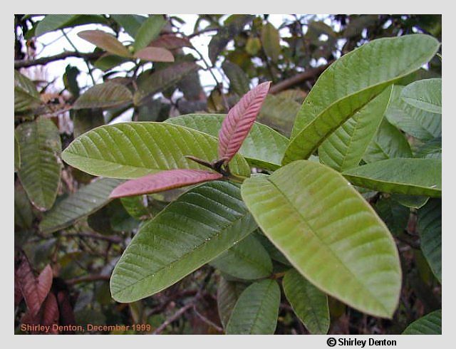 Psidium guajava