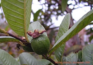 Psidium guajava