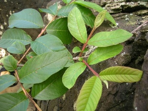 Psidium guajava