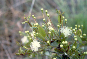 Mosiera longipes