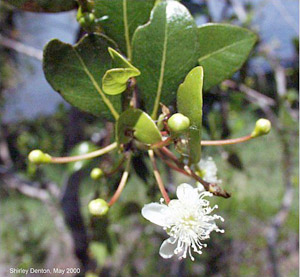 Mosiera longipes