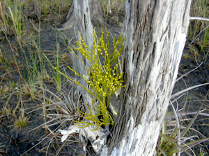 Psilotum nudum