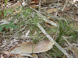 Psilotum nudum