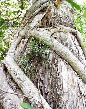 Psilotum nudum