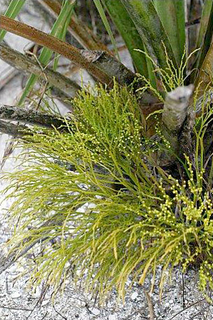 Psilotum nudum