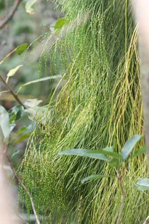 Psilotum nudum