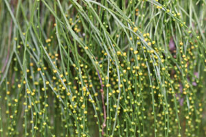 Psilotum nudum