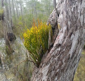 Psilotum nudum