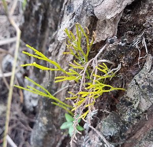 Psilotum nudum