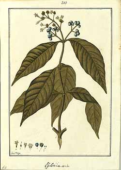 Psychotria brachiata