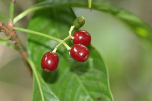 Psychotria nervosa