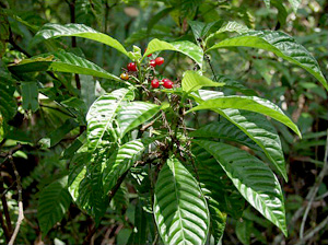 Psychotria nervosa