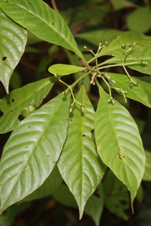 Psychotria nervosa