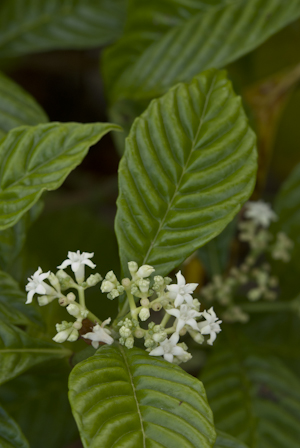 Psychotria nervosa