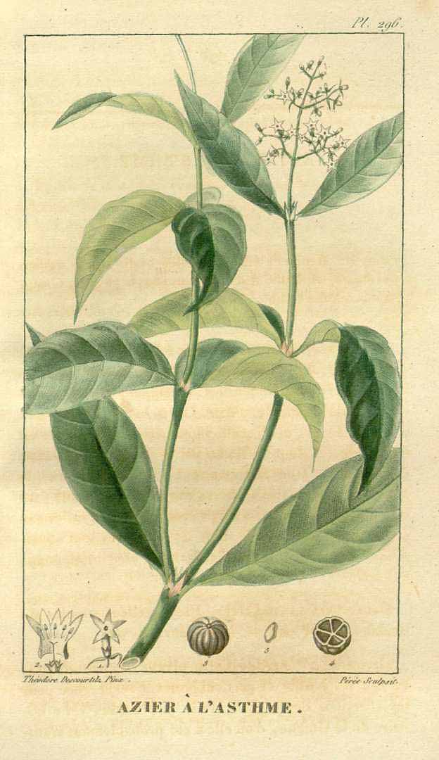 Psychotria officinalis