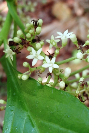 Psychotria punctata