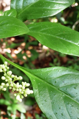 Psychotria punctata