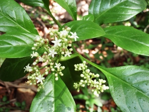 Psychotria punctata