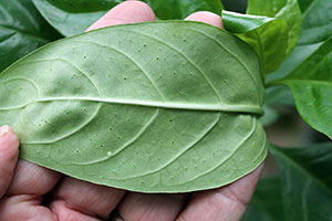 Psychotria punctata