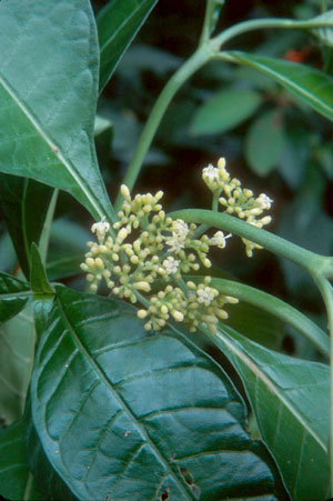 Psychotria tenuifolia