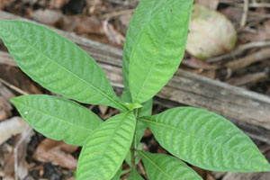 Psychotria tenuifolia