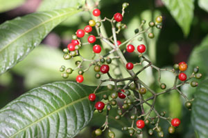 Psychotria tenuifolia